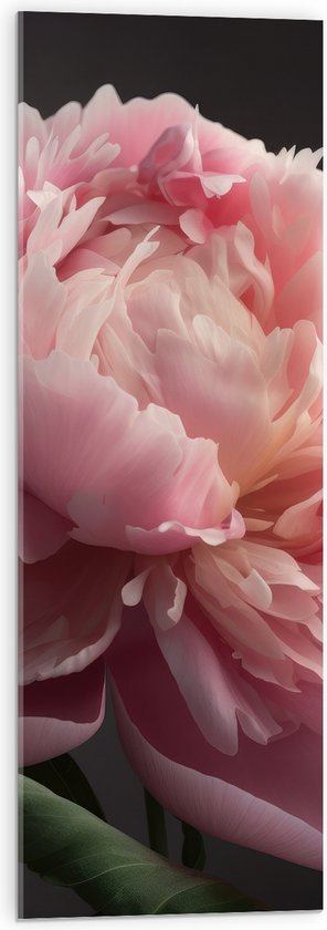 Acrylglas - Roze Roos - 30x90 cm Foto op Acrylglas (Wanddecoratie op Acrylaat)