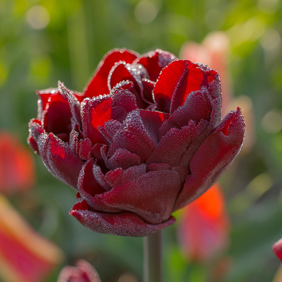 Tulp Palmyra® | 10 stuks | Dubbel vroeg | Rood | Tulpenbollen