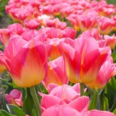 Tulp Tom Pouce® | 10 stuks | Geel | Roze | Tulpenbollen