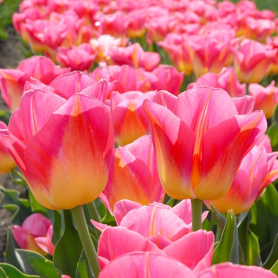 Rijen roze tulpen met gele accenten op de bloemblaadjes. De tulpen zijn in volle bloei.