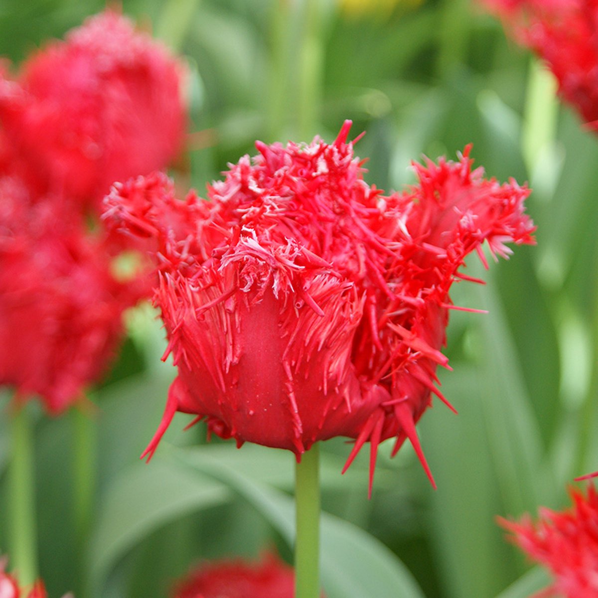 Tulp Barbados | 10 stuks | Gefranjerd | Rood | Tulpenbollen