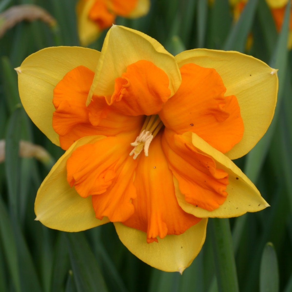 Narcis Congress | Splitcrown | Geel | Oranje | Narcissenbollen