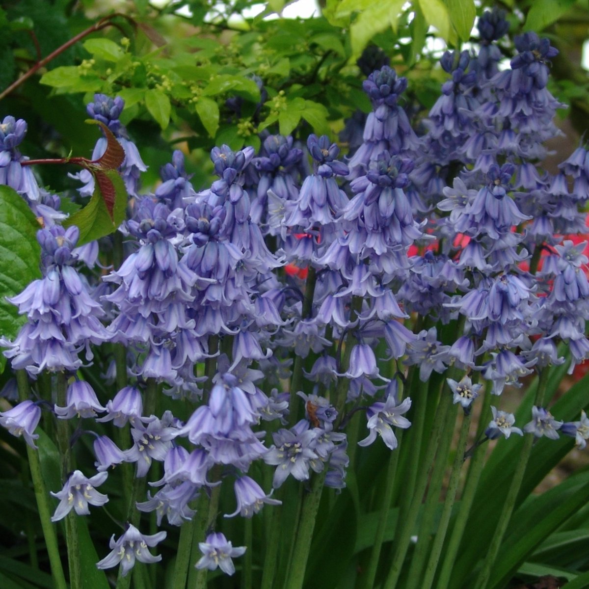 Spaanse boshyacint (Hyacinthoides) Excelsior | 45 stuks | Blauw