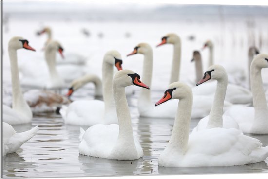 Dibond - Groep Witte Zwanen Dobberend op het Meer op Grauwe Dag - 90x60 cm Foto op Aluminium (Wanddecoratie van metaal)