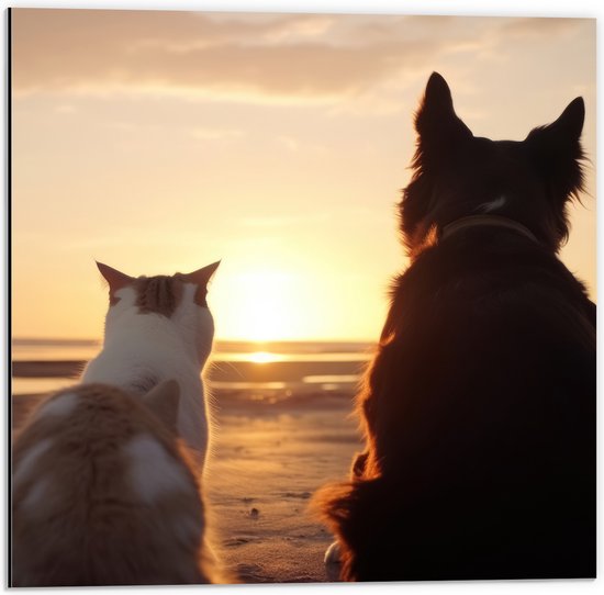 Dibond - Kat en Hond op het Strand Kijkend naar Zonsondergang - 50x50 cm Foto op Aluminium (Wanddecoratie van metaal)