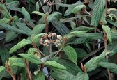 Viburnum rhytidophyllum - Sneeuwbal 30 - 50 cm in pot