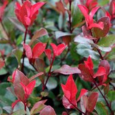 Glansmispel - Photinia fras. 'Little Red Robin' - 40-50 cm