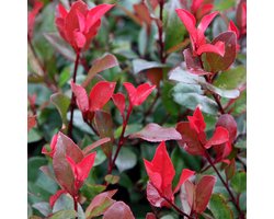 Glansmispel - Photinia fras. 'Little Red Robin' - 40-50 cm