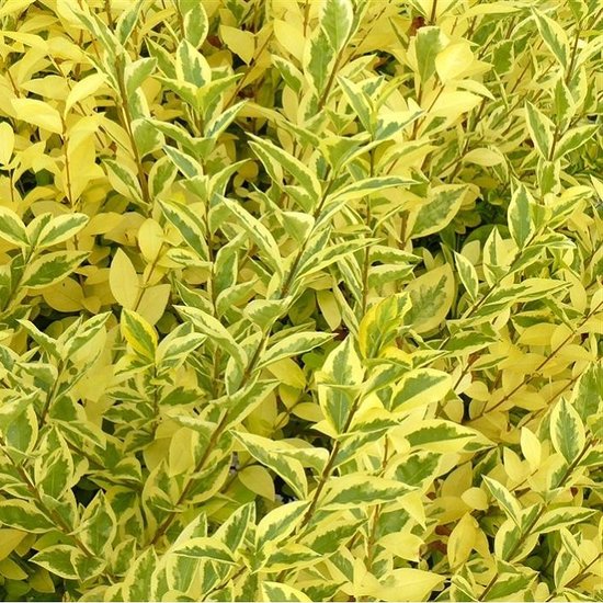 Liguster - Ligustrum oval. 'Aureum' - 40-50 cm | bol