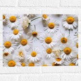 Muursticker - Geplukte Witte Madeliefjes - 40x30 cm Foto op Muursticker