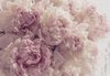 Fotobehang - Roze Pioenrozen - Pioenen - Bloemen - Vliesbehang - 208 x 146 cm