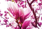 Fotobehang - Vlies Behang - Roze Magnolia - Bloem - 208 x 146 cm