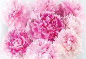 Fotobehang - Vlies Behang - Roze Pioenrozen - Bloemen - 312 x 219 cm