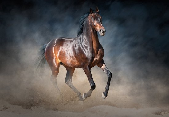 Bruin paard in galop tegen een donkere achtergrond met opwaaiend stof.
