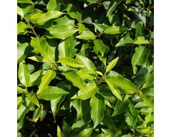 Portugese laurier - Prunus lusitanica 'Angustifolia' 50-60 cm