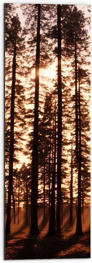 Dibond - Felle Zonnestralen van Zonsondergang door Silhouetten van Smalle Bomen - 30x90 cm Foto op Aluminium (Met Ophangsysteem)