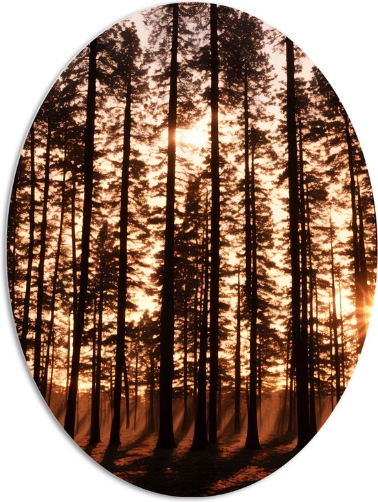 PVC Schuimplaat Ovaal - Felle Zonnestralen van Zonsondergang door Silhouetten van Smalle Bomen - 72x96 cm Foto op Ovaal (Met Ophangsysteem)