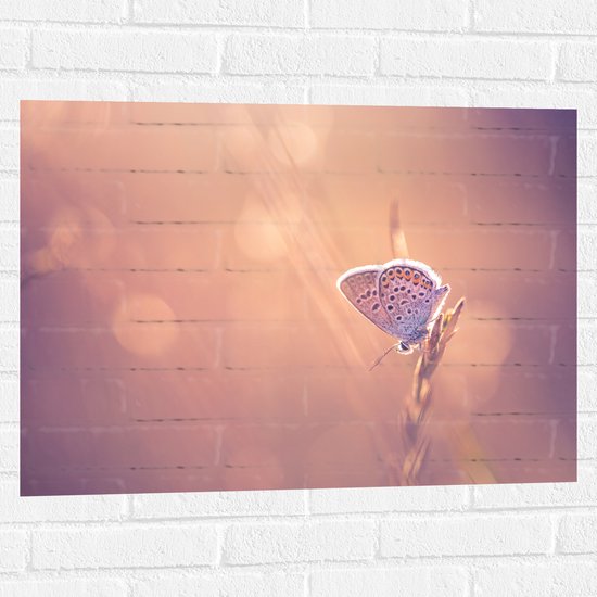 Muursticker - Dromerige Blauwe Vlinder op Plant - 80x60 cm Foto op Muursticker