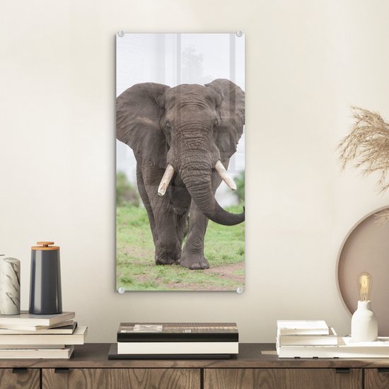 MuchoWow® Peinture sur verre 20x40 cm - Peinture sur verre acrylique - Éléphant - Animaux - Herbe - Nature - Photo sur verre - Peintures