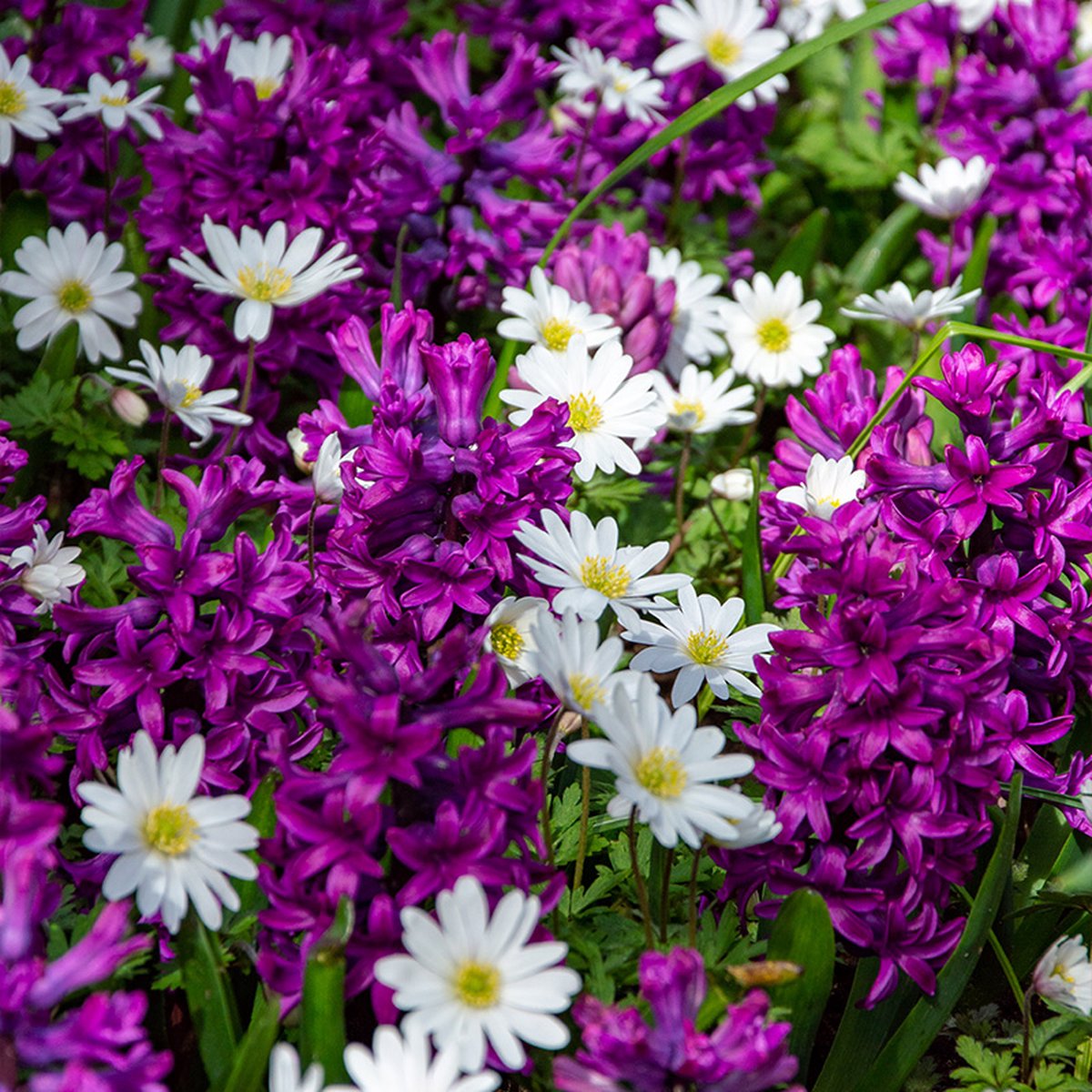 Bloembollen Mix Purple Romance | 50 stuks | Meerkleurig | Wit | Paars