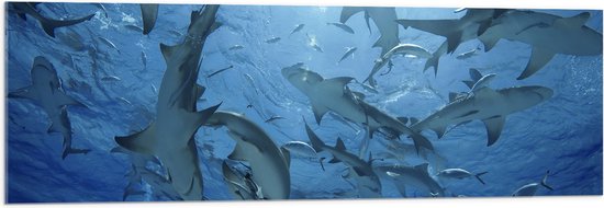 Acrylglas - Groep haaien zwemmen rond in de zee - 120x40 cm Foto op Acrylglas (Met Ophangsysteem)