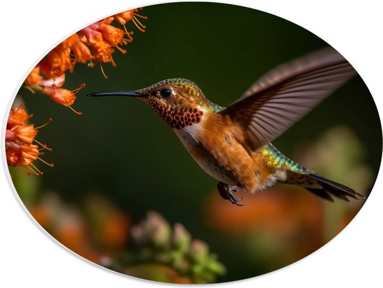 PVC Schuimplaat Ovaal - Rode kolibrie vogel vliegt naar oranje bloemen toe - 40x30 cm Foto op Ovaal (Met Ophangsysteem)