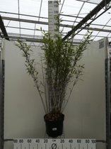 Fargesia murieliae 'Jumbo' - Bamboe 80-100 cm in 10 liter pot