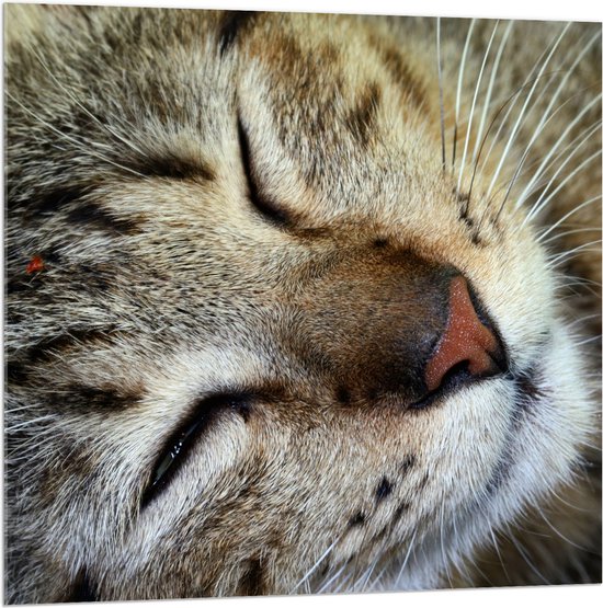 Acrylglas - Gestreepte kat ligt op zijn zij en heeft zijn ogen gesloten - 100x100 cm Foto op Acrylglas (Wanddecoratie op Acrylaat)