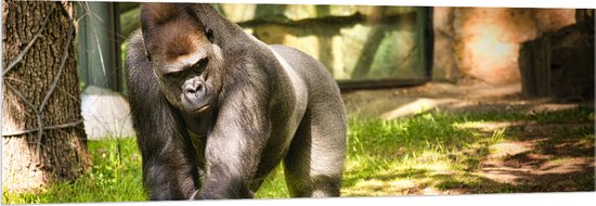 Acrylglas - Gorilla loopt rond in de dierentuin - 150x50 cm Foto op Acrylglas (Met Ophangsysteem)