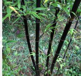 1 x Phyllostachys nigra - Zwarte bamboe 125-150 in C10 liter pot