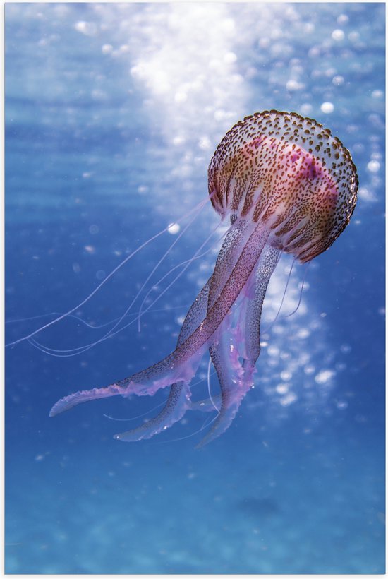 Poster (Mat) - Roze kwal in helder blauw water - 40x60 cm Foto op Posterpapier met een Matte look