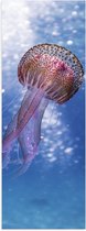 Poster (Mat) - Roze kwal in helder blauw water - 20x60 cm Foto op Posterpapier met een Matte look