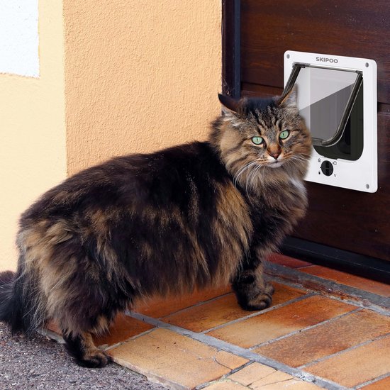 Grote langharige cyperse kat met groene ogen kijkt naar de camera naast een wit Skipoo kattenluik.