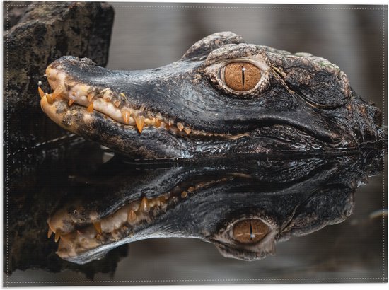 Alligator Bandiera Da Giardino Stampata Su Due Lati, Poliestere Resistente Alle Intemperie, Multicolore, Piccola 27,9 X 38,1 Cm, Prodotta Negli USA - 2