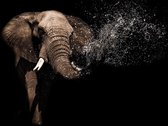 Papier peint photo Polaire | Éléphant | Noir marron | 368x254cm (lxh)