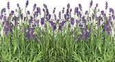 Flowers Lavender Photo Wallcovering