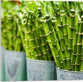 Acrylglas - Planten - Bamboe - Groen - Emmers - 50x50 cm Foto op Acrylglas (Wanddecoratie op Acrylaat)