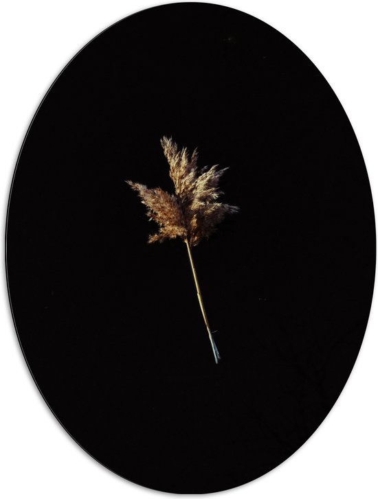 Dibond Ovaal - Plantje - Bloem - Zwart - 72x96 cm Foto op Ovaal (Met Ophangsysteem)