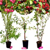 Set van 3 Grote fruitplanten - 1 Roze bes, 1 Appelbes, 1 Kersenstruik - Hoogte 80cm - 2/3 Liter pot - Mix A