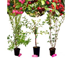 Set van 3 Grote fruitplanten - 1 Roze bes, 1 Appelbes, 1 Kersenstruik - Hoogte 60cm - 2/3 Liter pot - Mix A