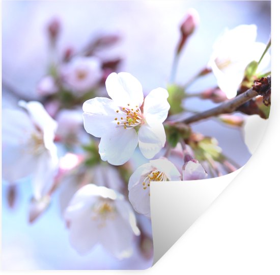 Stickers muraux - Film autocollant - Fleurs - Sakura - Branche - 120x120 cm - Film adhésif - Stickers muraux muraux Chambre d'enfant - Papier peint autocollant XXL - Papier peint autocollant - Film autocollant