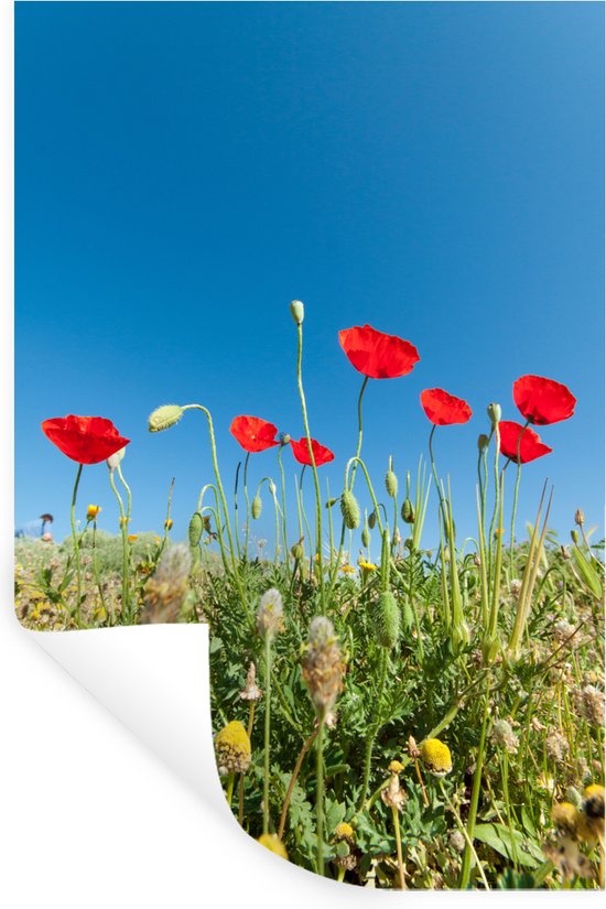 Sticker Muursticker Coquelicot - Coquelicots rouges sous et ciel bleu vif  en Turquie -... | bol.com