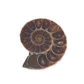 Fossiel Ammoniet – 30 mm