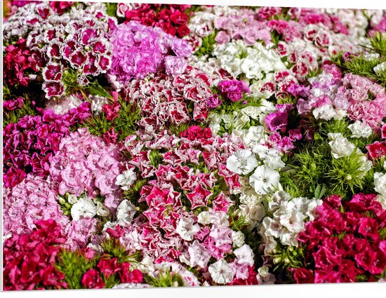 PVC Schuimplaat- Bloemen - Natuur - 100x75 cm Foto op PVC Schuimplaat