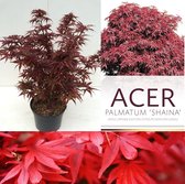 Japanse Esdoorn - Acer palmatum 'Shaina' - 30-40 cm