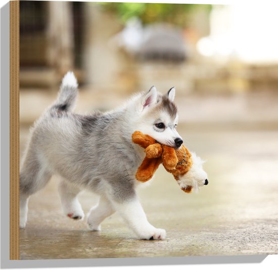 Hout - Siberische Husky Puppy met Knuffel - 50x50 cm - 9 mm dik - Foto op Hout (Met Ophangsysteem)
