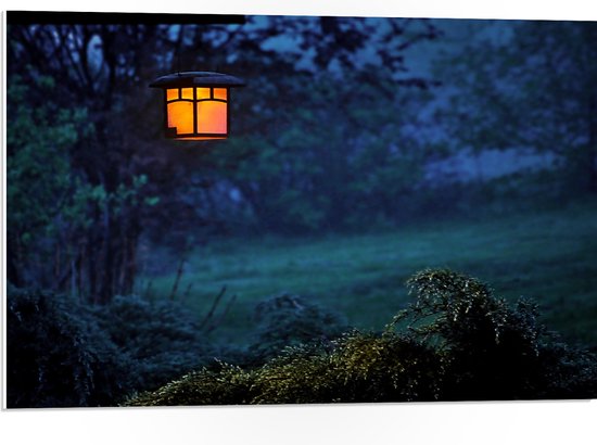 PVC Schuimplaat - Bomen - Bossen - Gras - Natuur - Licht - Lampje - 75x50 cm Foto op PVC Schuimplaat (Met Ophangsysteem)