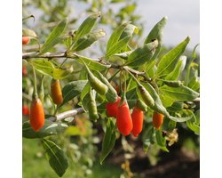 Goji bes / Boksdoorn - Lycium barbarum 'Sweet Lifeberry'® - 30-40 cm