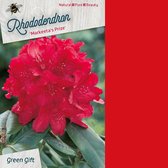 Rhododendron 'Markeeta's Prize' - 40-50 cm