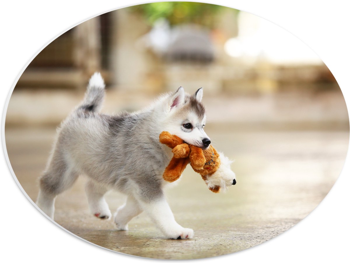 PVC Schuimplaat Ovaal - Siberische Husky Puppy met Knuffel - 40x30 cm Foto op Ovaal (Met Ophangsysteem)